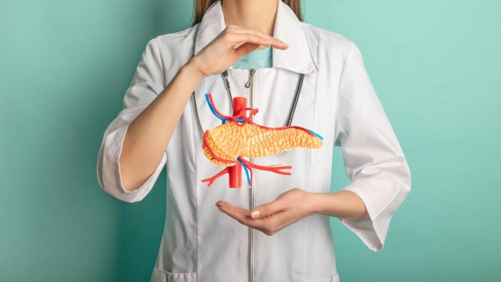 A doctor holding a model of the pancreas, highlighting the importance of pancreatic health and function.